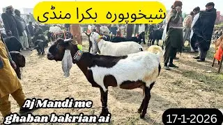 Bakra Mandi Sheikhupura | latest video | bakro or bakrio k rate aj ki Mandi me 