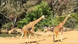 Canberra zoo 2025