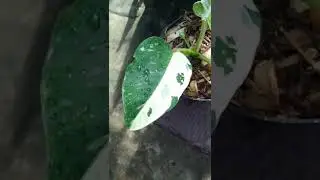 Philodendron Josebuono #shorts #philodendron #tanamanhias