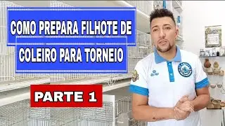 COMO PREPARAR FILHOTE DE COLEIRO PARA TORNEIO ( PARTE 1)