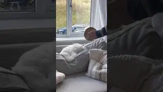 Мы получаем много комментариев с вопросом, откуда мы знаем, что Пончик и Блинчик глухие... предст...