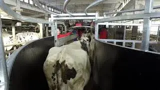 Klauenpflege Findeisen -  Lostre System