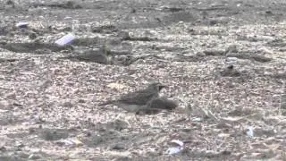 Shore Lark bird eats beetle at Holme Dunes Norfolk UK 2Jan16 1045a