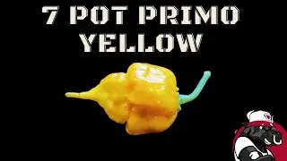 7 Pot Primo Yellow  Pepper Review