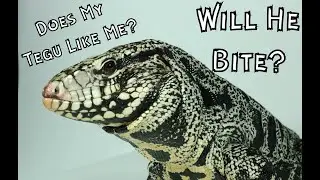 Is Your Tegu Comfortable With You?