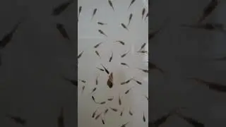Discus fries artificial breeding