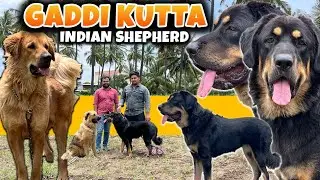 Gaddi Kutta Indian Himalayan Shepherd Mastiff Dog | India’s Most Powerful Guardian