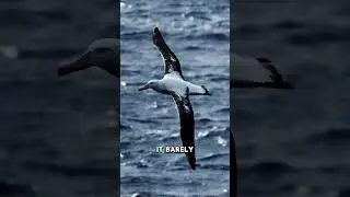 This Bird Can Sleep While Flying Across Oceans?! 😱🤔 #animals #wildlife #albatross #birds