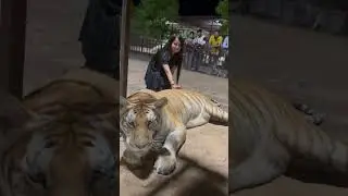 Tiger Dubai The Zoo Wild Life Park Umm Al Quwain #arabianwildlife #arabianadventure #dubaiaquarium