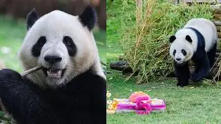 🐼 С 5-летием, Цзинь Си и Чжу Юй! 🎉 Любимые большие панды Мадридского зоопарка