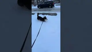 More snow corgi content 😂🐶