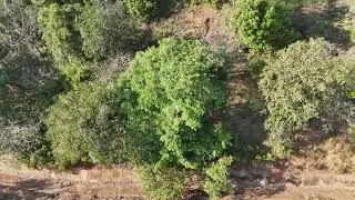 Siolim Sodiem | Prime Forest-View Plot | Investment Opportunity