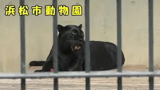 [Hamamatsu City Zoo] Black Leopard Family (September 11, 2025)