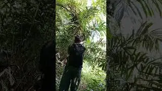 😱😱seniper jos gandos bos kuh berhasul lumpuhkan hama 🐿🐿poin 2ekor sajah😁😁😆
