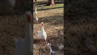 Feeding Ducks & Geese #shorts #youtubeshorts #funny #kids #animals #fun #love full video on channel