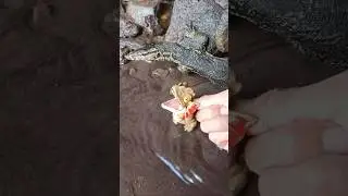 fish tank - SNAKEHEAD FISH #shorts  #fish #channa #viralvideo