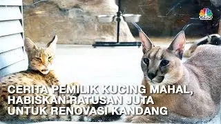 Ini Caracal dan Savannah, Kucing Termahal Senilai Ratusan Juta Rupiah