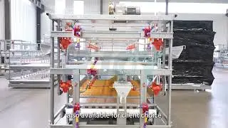 EJOY Automatic Broiler Cage &mdash; Efficiency & Durability Redefined!