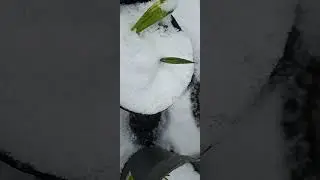 frost resistant? frozen baby palmtrees in crazy dutchg weather.