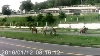 PE15   Cavalos na pista Prox Morada da Paz 12 01 16 pt 1