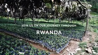 Rwanda - Afficionado Coffee Roasters