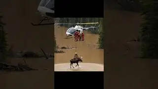 Moose Rescue Airlifted From Flooded Valley by Helicopter Heroes #shorts #animalrescue #love #nature