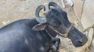 यादव कृषि फार्म एंड दूध डेरी फार्म डुंडा सिवनी 7000057228