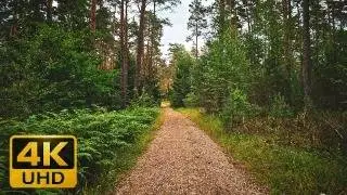 4K Forest Therapy Walk in Germany | 1 Hour of Calming ASMR for Anxiety & Stress Relief