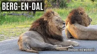 Berg-en-Dal | Unexpected Moments | Kruger National Park
