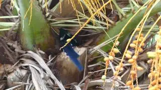 Green Wood Hoopoe
