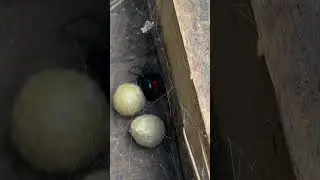 Black Widow Spider on bottom board!! 🕷️