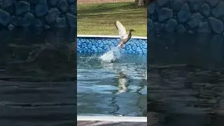 Kathy&rsquo;s pool DUCK 🦆 #duck #hen #outdoors #funny #swimmingpool #cootslures #part2