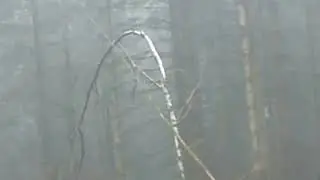 Sasquatch Dogman   more structures  Uk