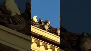 Pied Wagtail and pigeons in Beverley #beverley #naturalsounds #birdwatching #pigeons #wagtail