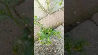 This is not a weed! Groundsel. Senecio vulgaris