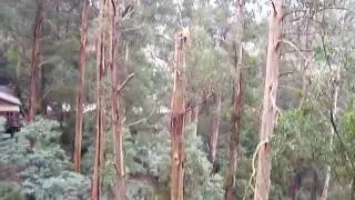 Awesome Tree Climbing and cutting