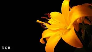 New Pashto Song 2011  Wa Khale Palang Toor Toor Masham Show Sad Song 2011
