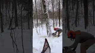 CUTTING a beautiful hard maple! 🪓 #tree #chainsaw #logging