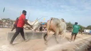 ఎమ్మిగనూరులో ఒంగోలు ఎద్దుల బండ లాగుడు పోటీలు నిర్వహించారు #dscreationbulls #1million 