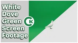White Dove on Green Screen | Free Chroma Key Footage Pack