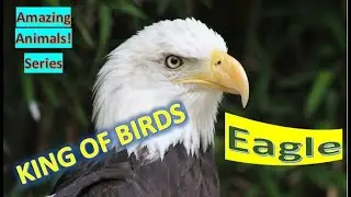Eagle facts 🦅 60 species of birds of prey