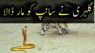 Squirrel vs Snake - Guess Who wins - Shocking Fight