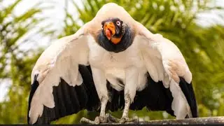 O Elegante UrubuRei vcsabia que existe Urubus Brancos #curiosidades #animal #mundoselvagem #natureza