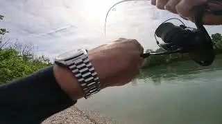 Battuta in fiume - Aspius fishing.