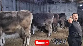 VOOY DooD mana 😱 SHVEST BO‘G‘OZLAR BIRINCHISIGA POLVON AKA JANGDA😱