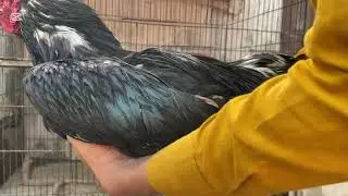 My New Cage Birds 🦅 Videos #Birds#Viral#😮❤️