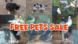 😁Birds🤍Hen❤️Pigeon😍Low Rate Pets Sale Kerala💖Prava Valarthal Kerala🤩Puppys sale kerala😌Birds Farm💗