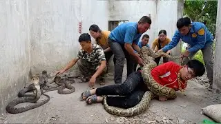 Girl Faints in Abandoned House After Seeing Giant Python & Cobra Nest  Shocking Rescue