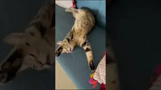 super CAT flying reaction #shorts #cats #petanimals