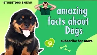 Amazing facts about dogs 😮...#pets #funny #dog #trending#viral #streetdog #street#facts#factsvideo  